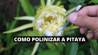 COMO POLINIZAR PITAYA MANUALMENTE [upl. by Blane]