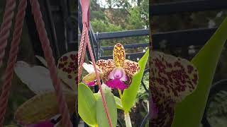 Newly Opened Fragrant Cattleya Orchid Green Emerald ‘Queen’ Blooms July 2023 [upl. by Nikki385]