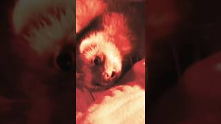 Mes pauvres petits pieds…🤣🫶🏻 furet furets ferret ferrets funnyvideos funnyshorts funny [upl. by Nolaf]