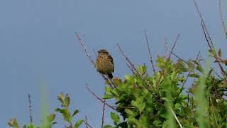 Stonechat [upl. by Nyleahs93]