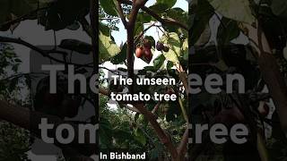 The Incredible Tomato Tree You’ve Never Heard About [upl. by Oninrutas969]