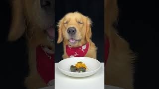 The first time I ate century eggs Golden Retriever Oh my god that smells awesome [upl. by Vina]