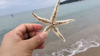 Beach ⛱️ With Star fish 🗾 [upl. by Normac]