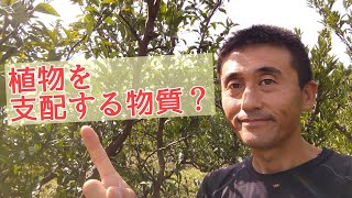 【果樹栽培】「植物ホルモン」って何ですか？ [upl. by Madonia299]