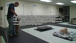 Foundation Style Dog Training Demo K91 [upl. by Douty]