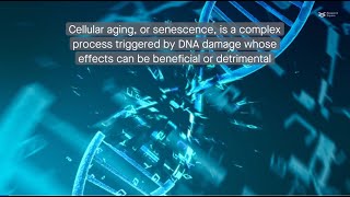 Decoding cellular aging Understanding the senescenceassociated secretory phenotype [upl. by Oiliruam428]