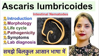 Ascaris lumbricoides in Hindi  Intestinal Nematodes  Life cycle  Pathogenicity  Lab diagnosis [upl. by Greenstein317]