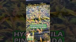 Hygrophila Pinnatifida BY THE STEM Aquarium Plant For Sale [upl. by Fotinas622]