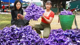 Harvesting Galangal Tuber Goes to market to sell  Repair house for ducks  Phuong Daily Harvesting [upl. by Naval301]