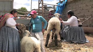 cuando no sabes el precio de la oveja y te estafan cholita mamila [upl. by Nomra]