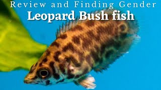 Wild Leopard fish for your Aquarium  Leopard Bush fish [upl. by Hepzi]