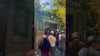 Watching Panda at San Diego Zoo [upl. by Notlrahc86]