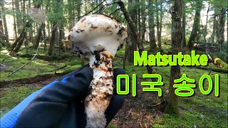 미국 송이 Matsutake [upl. by Suter]