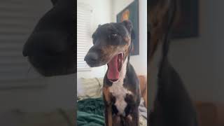 Adorable dog annoyed with his mom puppy smartdogtraining cutedog rescuedog adorabledog [upl. by Aneetsirk460]