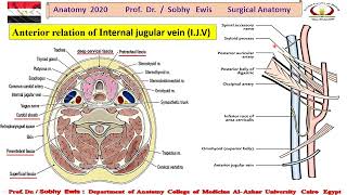 Internal Jugular Vein [upl. by Aerehs53]