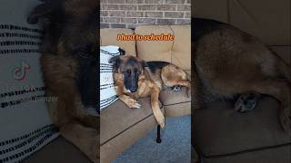 I had to schedule German Shepherd GSD 😯🙃🐶new shorts ytshorts viral viralshorts [upl. by Lesoj465]