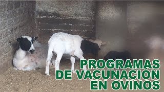 PROGRAMAS DE VACUNACIÓN EN OVINOS [upl. by Capwell73]