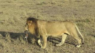 Male Lion with baby Gazelle [upl. by Berti]