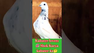 KABUTER LOVERS 💕SHOK KARYA KABUTER Ka 🤔My Friend Like and subscribe 💞kabutar shorts pigeon [upl. by Assirec]