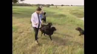 Dog Breeds  FlatCoated Retriever Dogs 101 Animal Planet [upl. by Dutchman]