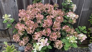 Hydrangea quotLittle Quick Firequot  Changing Colors  August 19 [upl. by Thorlay146]