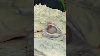 Falkor the Albino Alligator Nictitating Membrane at Everglades Holiday Park [upl. by Nauqes]