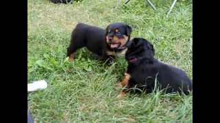 Rottweiler Puppies 4 weeks Playing [upl. by Haila40]