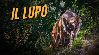 IL LUPO alla ricerca del PREDATORE più discusso dItalia🐺 Regno animale ep5 [upl. by Olva]