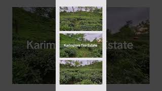 Karimpore Tea Estate sylhetteagarden viralshorts [upl. by Otreblada377]