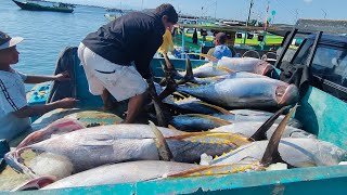 ROMBONGAN KAPAL PERIKANAN DATANG UNTUK MELAKUKAN AKTIVITAS BONGKAR MUAT IKAN TUNA [upl. by Eiramaneet]