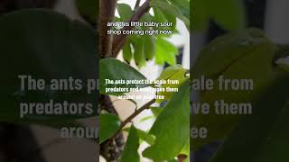 Natural pest solutions naturalpestcontrol soursop gardeninghack andrethefarmer permaculturelife [upl. by Kayley]