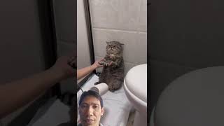 Tap gym đặng nho lai siucute kitten cat lovecats cats catvideo kittens catlover princesscat [upl. by Bihas]