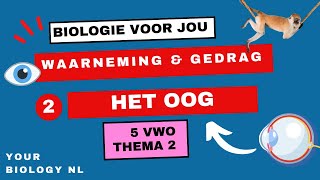 5 vwo  Waarneming amp Gedrag  2  Het oog [upl. by Dnomde]