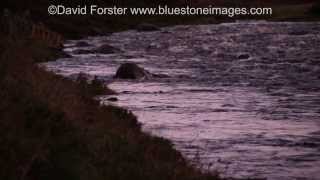 Otter on the River Tees in Upper Teesdale [upl. by Kruse]