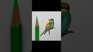 Beeeater Bird Pencil Drawing ✍️ [upl. by Emelin]