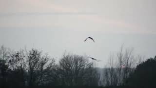 leucistic marsh harrier [upl. by Ellatsirhc]