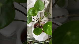 pilea peperomioides chinesemoneyplant houseplants indoorplants plantlover indoorjungle plants [upl. by Zuzana]