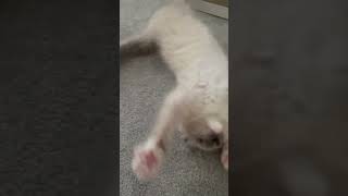 9 weeks old ragdoll ragdolls kitten playtime [upl. by Vanya]