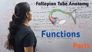 Fallopian Tube  Function Parts  By Reena Sharma  NORCET  Aiims  Cho Staff nurse  Gnm [upl. by Nylac]