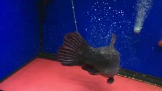 Feeding my 27 Inches Suriname Aimara wolffish [upl. by Tearle]