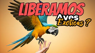 ¿CANSADO DE TUS AVES  LIBERAR AVES EXÓTICAS tiene riesgos [upl. by Yttak]