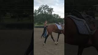 First saddling of a previously wild mustang horsetraining mustang horse [upl. by Nisaj]