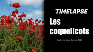 Sous les coquelicots 4k [upl. by Adelice]