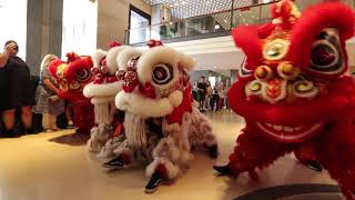 Fullerton Hotel Sydney  CNY Jan 2020  AUS Jing Yee Lion Dance [upl. by Perkoff474]