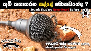 මේවනම් ඔබ අහන්නම ඕනි සද්ද [upl. by Eiznyl938]