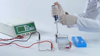 Electroforesis en gel tutorial paso a paso [upl. by Eldreeda601]