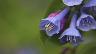 Ohios Poland Municipal Forest Wildflowers Spring Ephemerals [upl. by Melquist935]