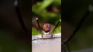 The Peacock Spiders Spectacular Dance  spider [upl. by Bryan444]