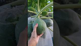 Vietnamese Dwarf Papaya 🫠✌️❤️👍papaya papayatree florida eating nature food fruit eat [upl. by Eissirhc22]