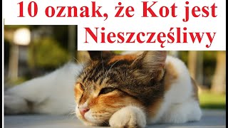 10 oznak że Kot jest Nieszczęśliwy [upl. by Cynthie]